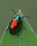 Dogbane Beetle