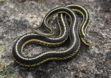 Garter Snake