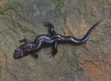 Northern Dusky Salamander