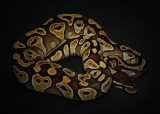 Ball Python (Mohave Morph)