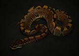 Ball Python (Woma Morph)