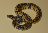 Ball Python (Pastel Morph)