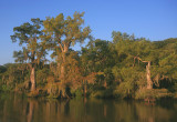 Lake Fausse Pointe