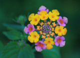 Lantana