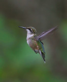 Hummingbird