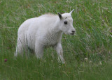 Young Mountian Goat
