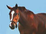 Horse-Portrait2.jpg