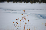 winter weeds