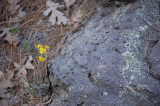 Rock and flowers 5-17-09