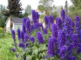 Anchorage - purple flowers