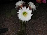 Holy Saturday cactus blooms