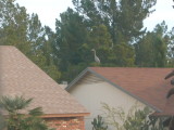 giant duck on neighbors roof