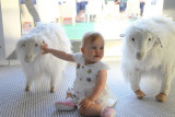 Leila and the sheeps :)