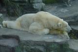 Sleepy Bear at Vienna Zoo
