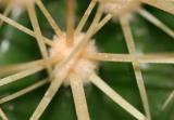 Cacti - close up