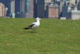 Seagull