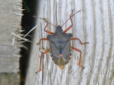 Rdbent brfis - Pentatoma rufipes - Forest Bug