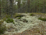 Fnsterlav - Cladonia stellaris - Star-tipped reindeer lichen