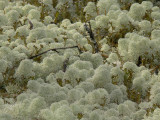 Fnsterlav - Cladonia stellaris - Star-tipped reindeer lichen