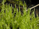 Calliergon cordifolium - Krrskedmossa - Heart-leaved Spear-moss