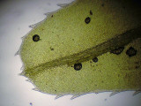 Plagiomnium undulatum - Vgig praktmossa - Harts-tongue Thyme-moss