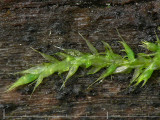 Hypnum cupressiforme - Cypressflta - Cypress-leaved Plait-moss