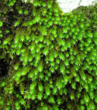 Leucodon sciuroides - Allmossa - Squirrel-tail Moss