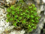 Orthotrichum obtusifolium - Trubbhttemossa - Blunt-leaved Bristle-moss
