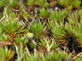 Polytrichum piliferum - Hårbjörnmossa - Bristly Haircap