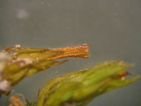 Orthotrichum pumilum - Dvrghttemossa - Dwarf Bristle-moss