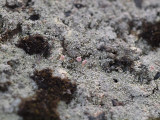 Klubblav - Dibaeis baeomyces - Pink earth lichen