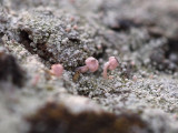 Klubblav - Dibaeis baeomyces - Pink earth lichen