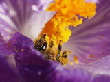 Bi med pollen - Bee with pollen
