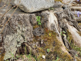 En huggorm anvnder stubben som solplats - An adder is using this stump to sun