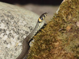 Snok - Natrix natrix - Grass snake