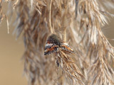 Brun flickfjril - Archiearis parthenias - Orange Underwing