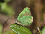 Grnsnabbvinge - Callophrys rubi - Green Hairstreak