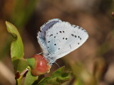 Tosteblvinge - Celastrina argiolus - Holly Blue