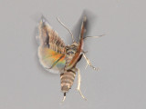 pplevecklare - Cydia pomonella - Codling Moth