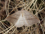 Ormbunksmtare - Petrophora chlorosata - Brown Silver-line