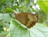 Slttergrsfjril - Maniola jurtina - Meadow Brown