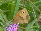 Slttergrsfjril - Maniola jurtina - Meadow Brown