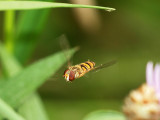 Flyttblomfluga - Episyrphus balteatus - Marmalade fly