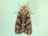 Syreaftonfly - Acronicta rumicis - Knot Grass