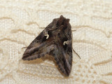 Gammafly - Autographa gamma - Silver Y