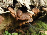 Bjrnmussling - Lentinellus ursinus - Bear Lentinellus