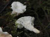 Gul taggticka - Sistotrema confluens