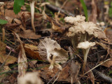 Kruskantarell - Pseudocraterellus undulatus - White Saddle