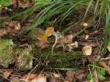 Kruskantarell - Pseudocraterellus undulatus - White Saddle