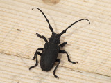 Videbock - Lamia textor - Weaver beetle